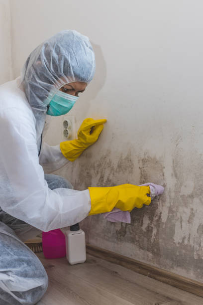 Best Emergency Mold Remediation  in Fayette, LA