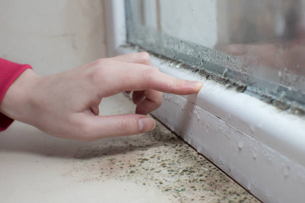 Best Mold Remediation for Healthcare Facilities  in Fayette, LA