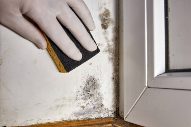 Best Mold Remediation for Vacation Homes  in Fayette, LA